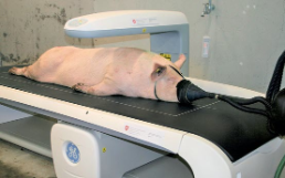 SUS 2/2025, Protein-Effizienz: Züchterisch geht was